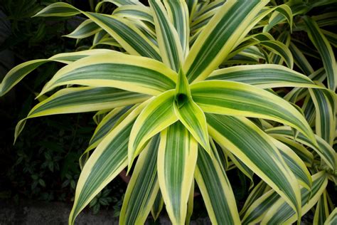 黃邊百合竹|百合竹 (Dracaena reflexa)